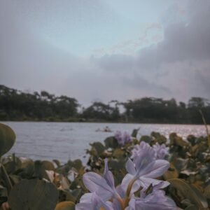 a group of flowers next to a body of water